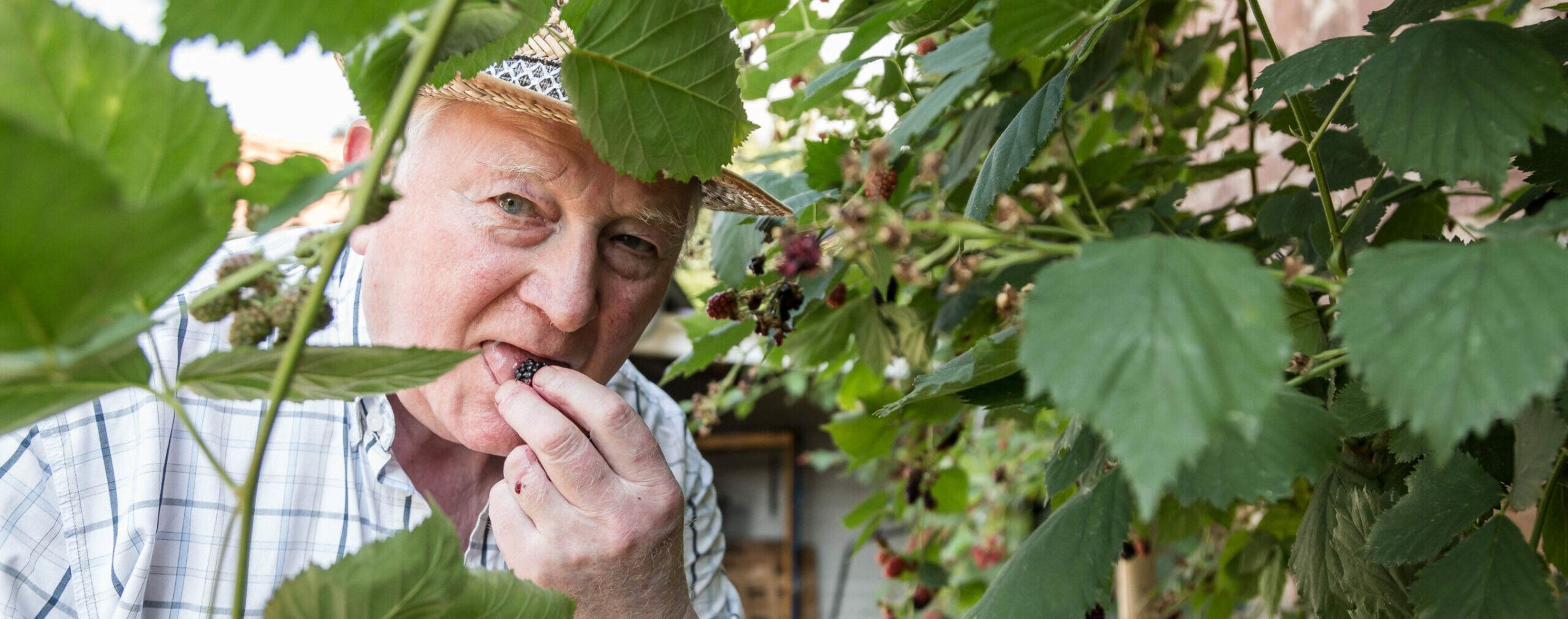 Älterer Mann isst Brombeeren