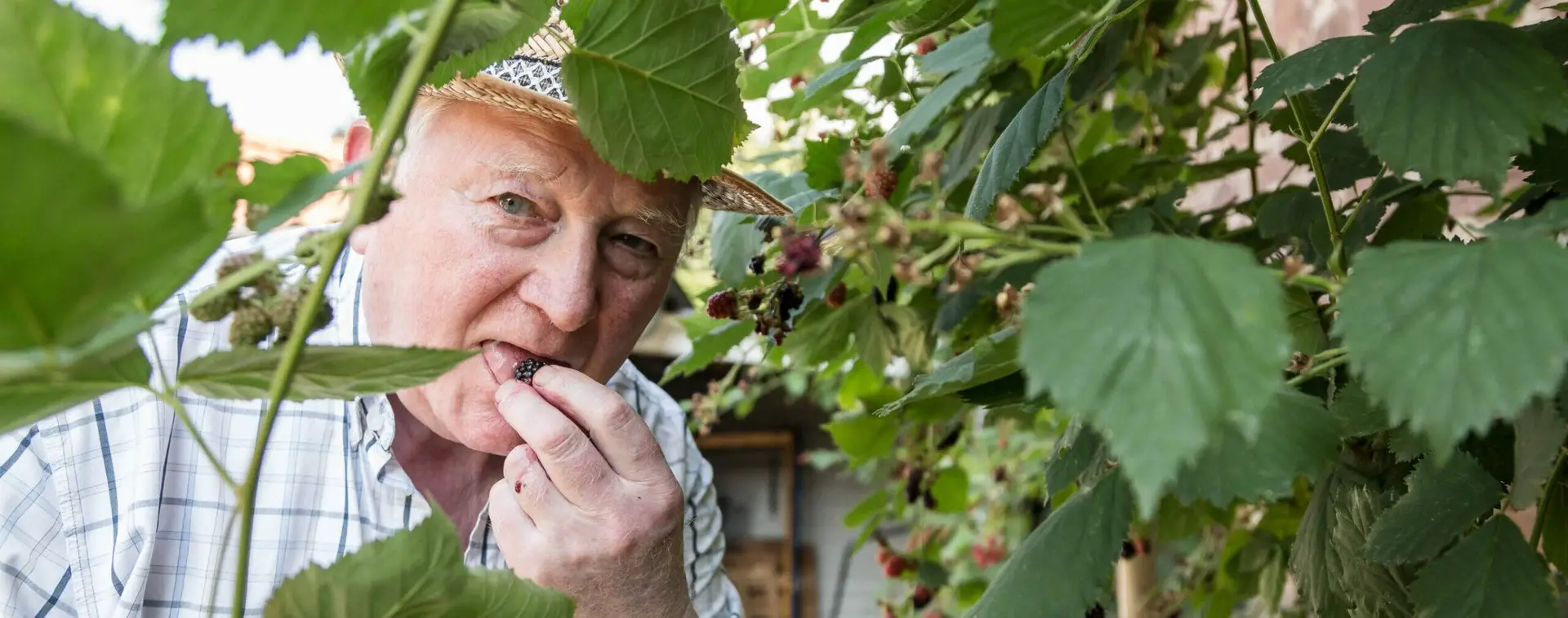BeneVit Bewohner isst Himbeeren vom Busch